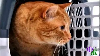 - Кисюня, не ори и не шипи, бесполезно! Будет у тебя новая сытая жизнь! - успокоила КОШКУ Светлана