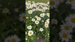 Shasta Daisies (Extremely heat tolerant and hardy)