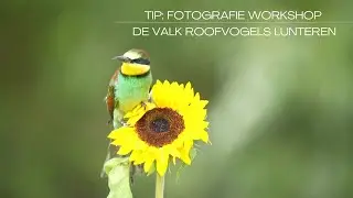 Fototip: Vogelfotografie Workshop 'Vlieg mee met De Valk Roofvogels'