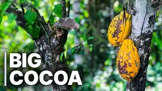 Big Cocoa: Price Struggles In West Africa  | World Economy | Mars & Hershey