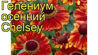 Гелениум осенний Челси. Краткий обзор, описание характеристик helenium autumnale Chelsea