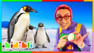 Let's meet Marine Animals! | Educational Videos for Kids | Kidibli