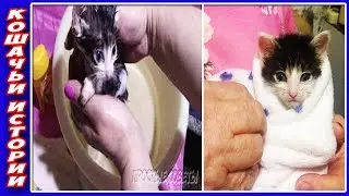 Купание Брошенного Матерью Крошечного Котенка Мэйсона. Кормим из Блюдца.