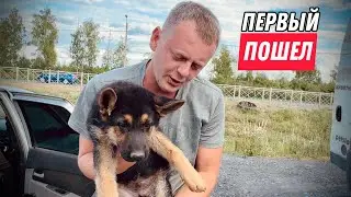 ПЕРВЫЙ ЩЕНОК ПОКИДАЕТ ДОМ