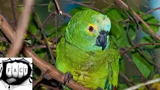 Top 10 Most Beautiful Birds of Amazon Rainforest