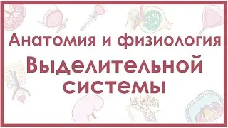 Анатомия и физиология почек, мочевого пузыря, мочеточников