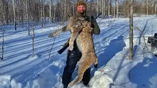 Охота на рысь. lynx hunting