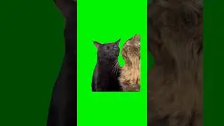 МЕМ С КОТАМИ ФУТАЖ / АБЬЮЗ / КОТ ИГНОРИТ ФУТАЖ /Zonning cat on green screen