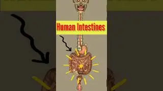 Human Intestine #animation #anatomy #shortfeed #shortvideo #shorts