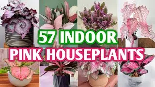 57 Indoor Pink Houseplants | Pink Indoor Plants with Name | Plant and Planting