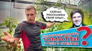 Опыт агронома: как формировать томаты - в 1 или 2 стебля?