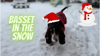 Sherlock the Basset playing in the snow