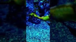 Beautiful Seahorse #beautiful #amazing #shorts #youtube