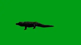 Crocodile walking green screen video | Copyright Free