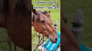 Молодой неопытный 😂🐎 #приколы #юмор #mountains #животные