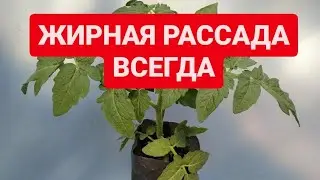 ТОЛСТАЯ И ЖИРНАЯ рассада. В этом грунте и в таких мешках