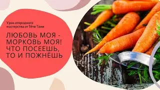 905. Любовь моя -Морковь моя!