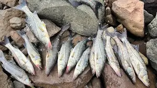 EL MEJOR DÍA DE PESCA QUE HEMOS TENIDO CON ROBALOS // PESCA DE ORILLA CON BAILARINAS PLUMERO