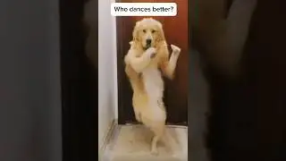 Hai hai hai who the best dancer? Bibi fogosa remix 