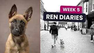 Ren Diaries: Week 5 is Loose Lead Walk Bootcamp & Dog Show fun!