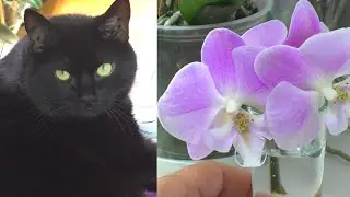 Bouquet of orchids for the cat Syoma... The first flowering of an orchid. Disappointment!