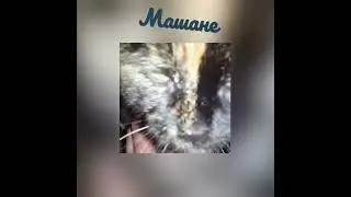 Машане