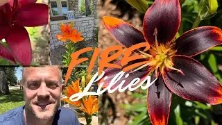 Lily Plant Care, How to Hybridize, Clone, and Encourage Giant Flowers!