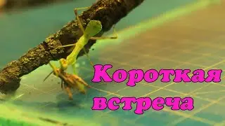 Богомол и кузнечик - короткая история