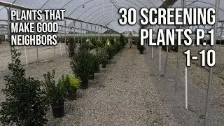 30 Screening or Border Plants P.1 - Plants That Make Great Neighbors