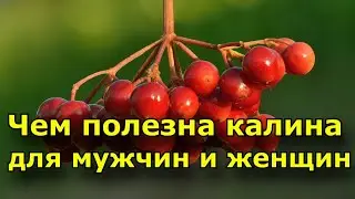 Калина: польза, вред и свойства, чем полезна калина для мужчин и женщин