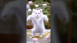 cute cat babe dance video #shortsfeed #cat #catvideos #catlover #shortvideo #shorts #short