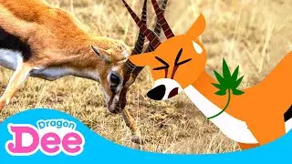 Help! Gazelle in Danger!🚨 | Gazelle Gotta Bounce!! 🐾| Animal Songs🎵 | Dragon Dee Songs for Children