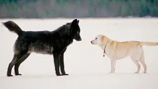 Почему Весь Город Джуно Влюбился в  Этого Волка? ❤️