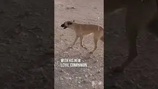 Hello, I just met you and I love you 🐶