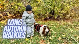 Sherlock the Basset - Long Autumn Walkies