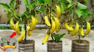 Surprised With How To Grow Eggplant With Banana | Growing Eggplant At Home