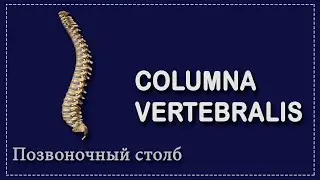 ПОЗВОНОЧНЫЙ СТОЛБ | АНАТОМИЯ ПОЗВОНОЧНИКА ДЛЯ СТУДЕНТОВ-МЕДИКОВ | 1 КУРС