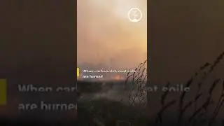 What are Zombie Fires? 🔥