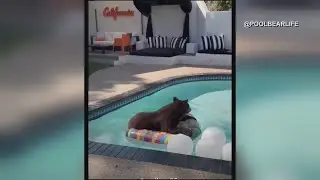 Bear takes a dip in California pool!