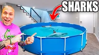 I Built A Shark Tank In My Basement!