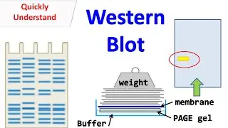Western blot