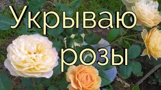 Обработка роз перед укрытием.