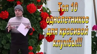 ТОП 10 однолетних цветов для клумбы! Эти цветы мы сеем ВСЕГДА.