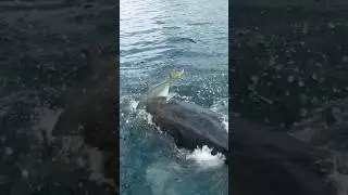 MASSIVE Fish eats my Bait