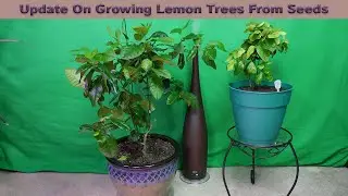 Update on growing lemon trees from a seed