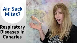 Air Sack Mites: Canary Respiratory Disease: How to treat Air Sack Mites