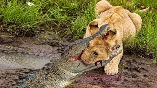 Lion Vs Crocodile| Dramatic War Between Two King Species - Who Will Win?