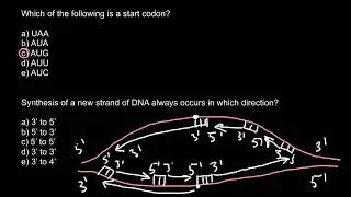 Start codon and DNA synthesis