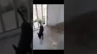 Эти забавные коты 😸😻😹 Супер летняя подборка 😺🐈