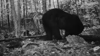 Black bears bumbling around in western Maine